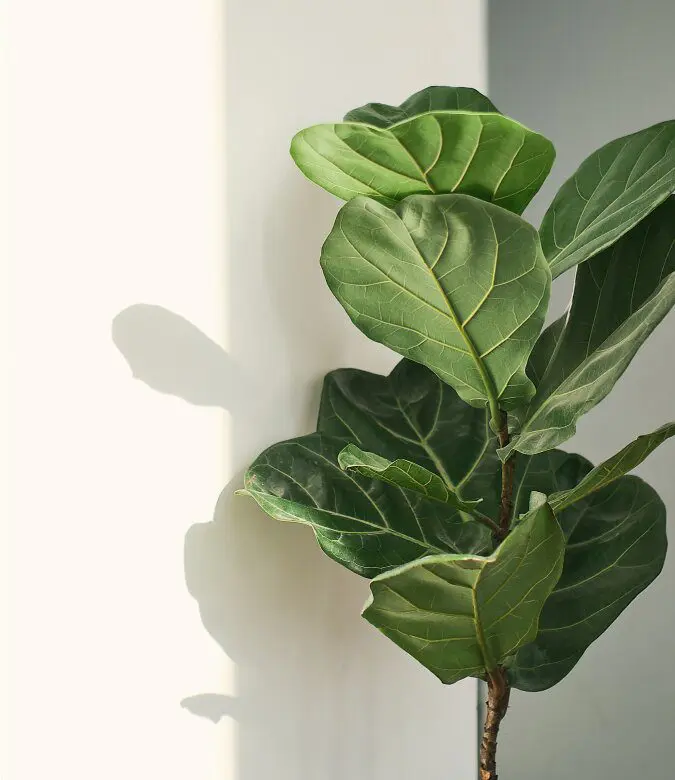 Grønn plante med store blader mot hvit bakgrunn.